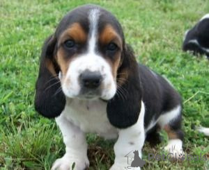 Foto №1. basset hound - zum Verkauf in der Stadt Düsseldorf | verhandelt | Ankündigung № 175286