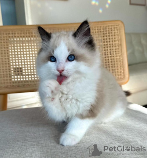 Foto №2 zu Ankündigung № 105105 zu verkaufen ragdoll-katze - einkaufen USA quotient 	ankündigung