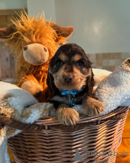 Foto №1. english cocker spaniel - zum Verkauf in der Stadt Gumbostrand | verhandelt | Ankündigung № 160768