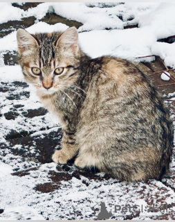 Zusätzliche Fotos: Zwei entzückende Kätzchen suchen ein Zuhause.