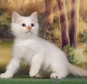 Foto №1. birma-katze - zum Verkauf in der Stadt Mainz-Bingen | 350€ | Ankündigung № 177640