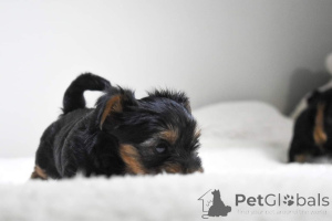 Foto №4. Ich werde verkaufen yorkshire terrier in der Stadt Barcelona. quotient 	ankündigung - preis - 450€