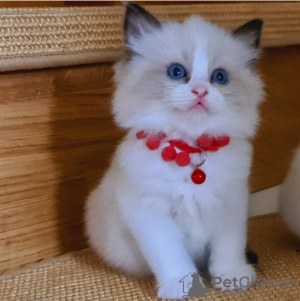 Foto №1. ragdoll-katze - zum Verkauf in der Stadt Stockholm | verhandelt | Ankündigung № 96285