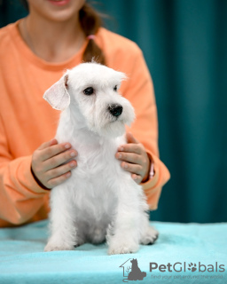 Foto №1. schnauzer - zum Verkauf in der Stadt Molodechno | 857€ | Ankündigung № 121772