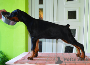 Foto №2 zu Ankündigung № 66322 zu verkaufen dobermann - einkaufen Serbien züchter