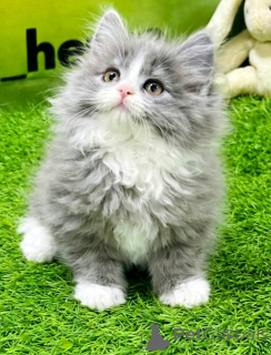 Foto №2 zu Ankündigung № 168965 zu verkaufen perserkatze - einkaufen Deutschland züchter