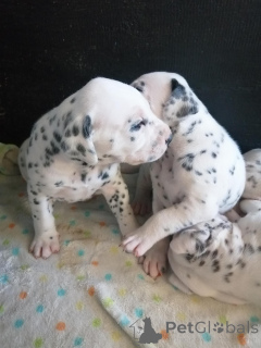 Foto №1.  - zum Verkauf in der Stadt Rumlange | verhandelt | Ankündigung № 167004