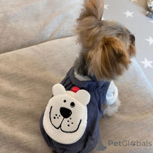 Foto №2 zu Ankündigung № 157329 zu verkaufen yorkshire terrier - einkaufen Italien quotient 	ankündigung