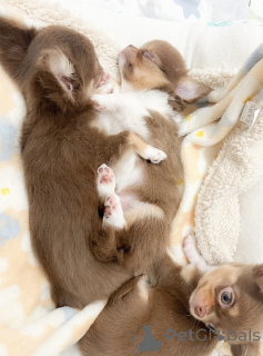 Foto №2 zu Ankündigung № 139186 zu verkaufen chihuahua - einkaufen Deutschland züchter