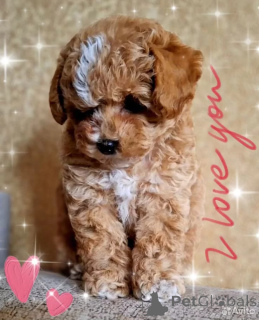 Foto №1. maltipu - zum Verkauf in der Stadt Manchester | 700€ | Ankündigung № 162528