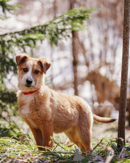 Foto №2 zu Ankündigung № 167146 zu verkaufen mischlingshund - einkaufen Russische Föderation quotient 	ankündigung