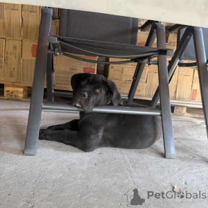 Foto №4. Ich werde verkaufen cane corso italiano in der Stadt Danzig. züchter - preis - verhandelt