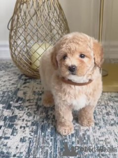 Foto №1. maltipu - zum Verkauf in der Stadt Hamburg | 300€ | Ankündigung № 154786