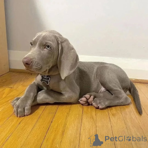Foto №1. weimaraner - zum Verkauf in der Stadt Ħad-dingli | verhandelt | Ankündigung № 170467