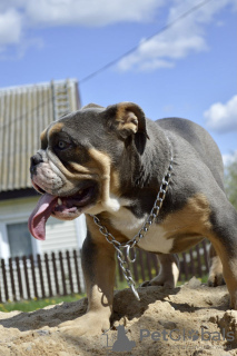 Foto №3. Englische Bulldoggenwelpen. Weißrussland