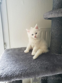 Foto №2 zu Ankündigung № 165001 zu verkaufen maine-coon-katze - einkaufen Finnland quotient 	ankündigung, züchter