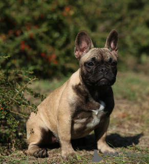 Foto №3. Stammbaum Mädchen FCI. Ukraine