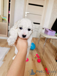 Foto №2 zu Ankündigung № 106832 zu verkaufen bichon frisé - einkaufen Russische Föderation quotient 	ankündigung