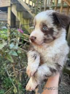 Foto №3. Chiots Berger Américain Miniature zu verkaufen. Frankreich