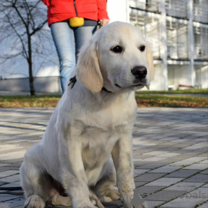 Foto №2 zu Ankündigung № 84074 zu verkaufen labrador retriever - einkaufen Ukraine züchter
