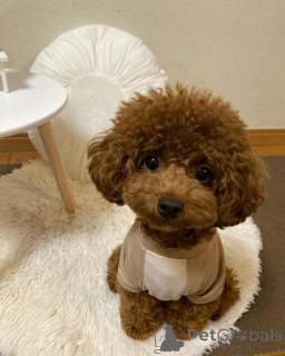 Foto №1. pudel (toy) - zum Verkauf in der Stadt Ekabpils | verhandelt | Ankündigung № 160004