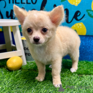 Foto №1. chihuahua - zum Verkauf in der Stadt Berlin | 650€ | Ankündigung № 172240