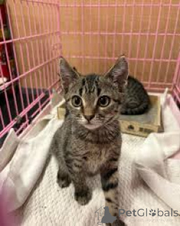 Foto №2 zu Ankündigung № 172750 zu verkaufen american shorthair - einkaufen Polen quotient 	ankündigung, züchter