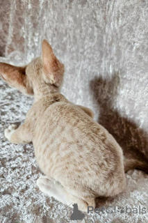 Foto №2 zu Ankündigung № 173243 zu verkaufen cornish rex - einkaufen Montenegro quotient 	ankündigung, züchter
