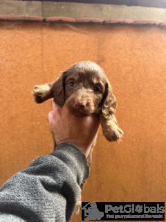 Foto №4. Ich werde verkaufen dackel in der Stadt Нови Сад.  - preis - 1200€