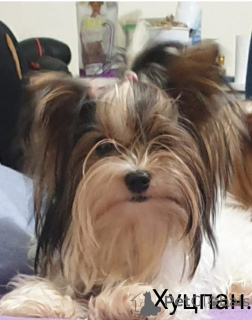 Foto №3. Yorkie Biewer-Welpen. Israel
