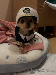 Foto №3. Englische Schädlinge. Montenegro