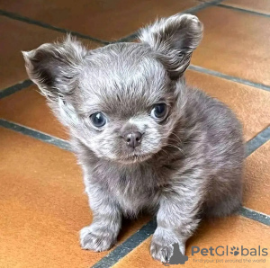 Foto №3. Toilette ausgebildet Chihuahua. Niederlande