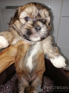 Foto №4. Ich werde verkaufen shih tzu in der Stadt Vilnius. quotient 	ankündigung, vom kindergarten, züchter - preis - 450€