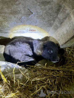 Foto №1. mischlingshund - zum Verkauf in der Stadt Minsk | Frei | Ankündigung № 162829