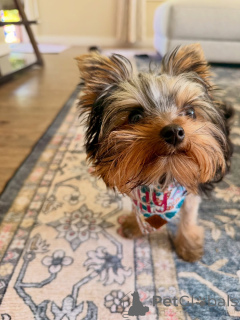 Foto №2 zu Ankündigung № 169362 zu verkaufen yorkshire terrier - einkaufen Finnland quotient 	ankündigung