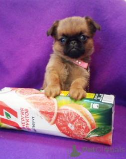 Foto №1. petit brabançon - zum Verkauf in der Stadt Moskwa | 593€ | Ankündigung № 162923