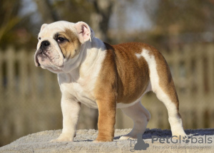 Foto №1. englische bulldogge - zum Verkauf in der Stadt Tallinn | 1700€ | Ankündigung № 40029