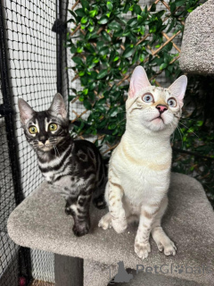 Foto №1. bengal katzenrasse - zum Verkauf in der Stadt Kloten | 750€ | Ankündigung № 152756