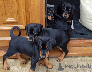 Foto №2 zu Ankündigung № 149686 zu verkaufen dobermann - einkaufen Deutschland quotient 	ankündigung