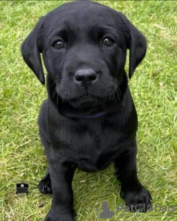 Foto №2 zu Ankündigung № 133283 zu verkaufen labrador retriever - einkaufen Belgien 