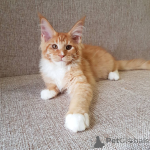 Foto №2 zu Ankündigung № 137772 zu verkaufen maine-coon-katze - einkaufen Deutschland quotient 	ankündigung