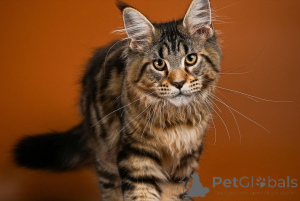 Foto №4. Ich werde verkaufen maine-coon-katze in der Stadt Aalen. züchter - preis - verhandelt