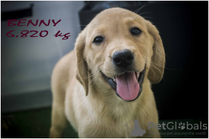 Foto №2 zu Ankündigung № 23950 zu verkaufen labrador retriever - einkaufen Polen züchter