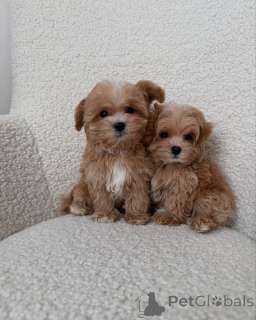 Foto №3. Entzückende Maltipoo-Babys. Finnland