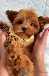 Foto №3. Männlicher maltesischer Welpe. Niederlande