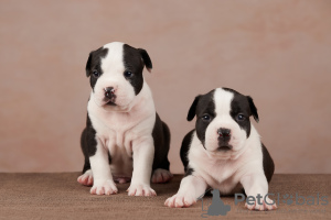 Foto №2 zu Ankündigung № 8659 zu verkaufen amerikanischer staffordshire terrier - einkaufen Russische Föderation züchter