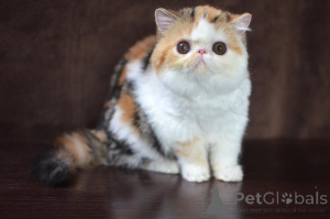 Foto №1. perserkatze - zum Verkauf in der Stadt München | verhandelt | Ankündigung № 165337