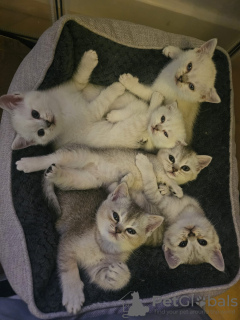 Foto №2 zu Ankündigung № 120010 zu verkaufen britisch kurzhaar - einkaufen Deutschland quotient 	ankündigung