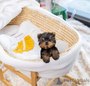 Foto №4. Ich werde verkaufen yorkshire terrier in der Stadt Helsinki. quotient 	ankündigung, aus dem tierheim - preis - 500€