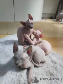 Foto №2 zu Ankündigung № 55154 zu verkaufen sphynx-katze - einkaufen Schweden 